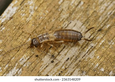 Natural detailed closeup on an juvenile nymph colored European common earwig, Forficula auricularia, sitting on wood