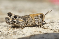 Natural Detailed Closeup On A Short Horned Mediterranean Grasshopper Calliptamus Barbarus Sitting On A Stone