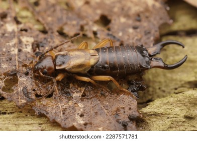 Natural detailed full body closeup on the European earwig , Forficula auricularia, on the bark of a tree