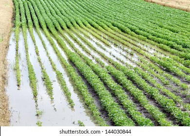 Natural disaster, flooded soy field  in spring
