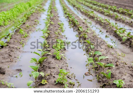 Natural disaster on the farm. Flooded field with seedlings of eggplant. Heavy rain and flooding. The risks of harvest loss. The flood. Agriculture. Ukraine, Kherson region. Selective focus