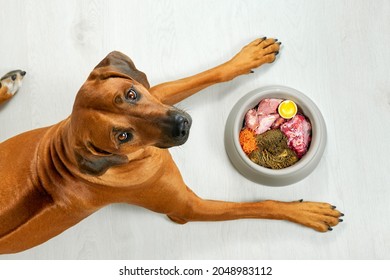 Natural Dog Food Hungry Brown Dog Lying Near Its Bowl Full Of Meat Food Looking At Camera, Top View 