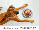 Natural dog food Dog lying near its bowl full of food looking at camera, top view 