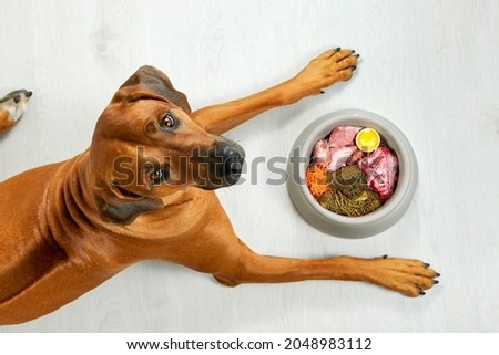 Natural dog food Dog lying near its bowl full of food looking at camera, top view 