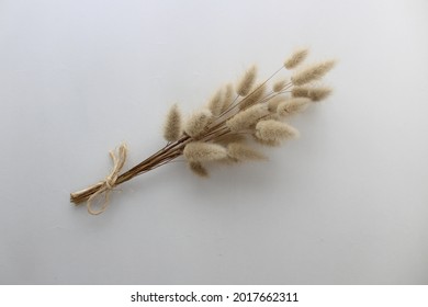 Natural Dried Bunny Tail Grass (Lagurus Ovatus) Bouquet Isolated On White Background