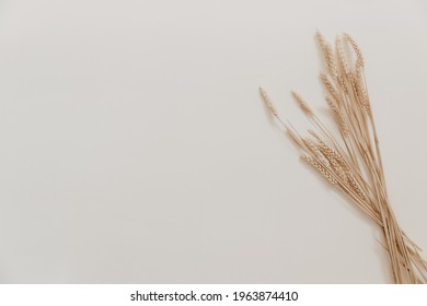 Natural dried flower on beige background. Minimal bohemian flat lay background with dried flower arrangement and copy space. Organic design. Pastel colors.