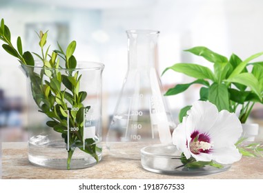 Natural drug research, Plant in scientific glassware