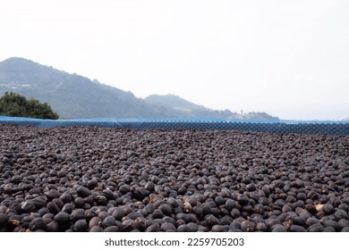 Natural dry process it is suitable for presenting a variety of coffee flavors. which are different for each source each species.Coffee plantations on the mountains.