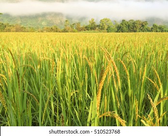  Natural And Eco Friendly Material.recycle Craft Brown Rice Seed Flower Texture.Green Ear Of Rice In Paddy Rice Field.in Sunset Time. Vegetarian.