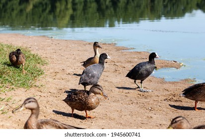 Natural Environment For Wild Bird Life, Real Live Ducks In The Wild, Wild Waterfowl Ducks Near Their Habitat