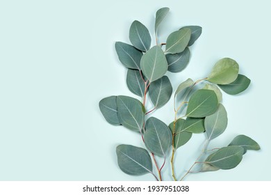 Natural Eucalyptus Leaves On Mint Pastel Green Background. Flat Lay Floral Composition, Top View, Copy Space.