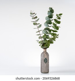 Natural Eucalyptus Plant Twigs In Vintage Grey Glass Vase Bottle On White Table Against Light Wall. Home Interior Flowers