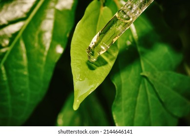 Natural Extraction, Scientist Drop Essence For Plant Test, Alternative Organic Green Herb Plant Medicine, Skincare Beauty Products, Biology Research And Development Concept.