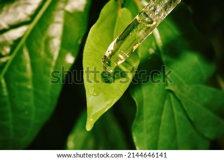 Natural extraction, Scientist drop essence for plant test, Alternative organic green herb plant medicine, Skincare beauty products, Biology research and development concept.