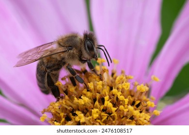 Natural extreme closeup on a hairy European worker honeybee, Apis mellifera sitting on a purple Cosmos flower in the garden - Powered by Shutterstock