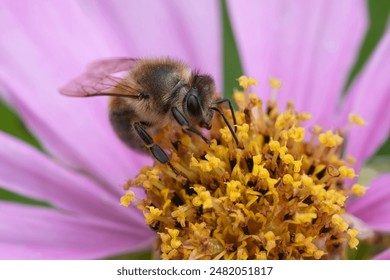 Natural extreme  closeup on a hairy European worker honeybee, Apis mellifera sittng on a purple Cosmos flower in the garden - Powered by Shutterstock