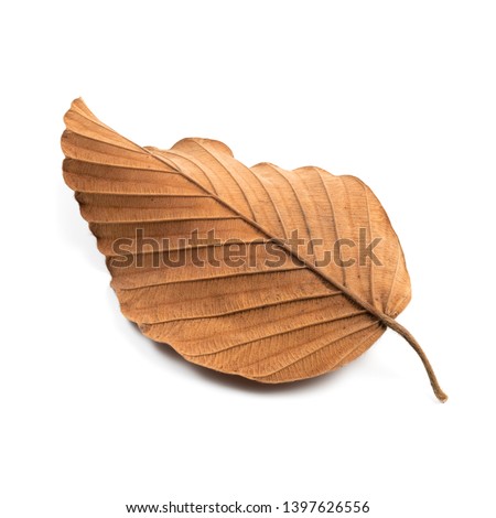 Natural fallen dry leaf isolated on white background