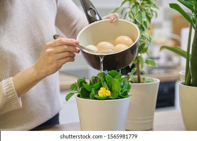 Natural fertilizer water after boiling eggs, woman watering plant in pot. - Shutterstock ID 1565981779