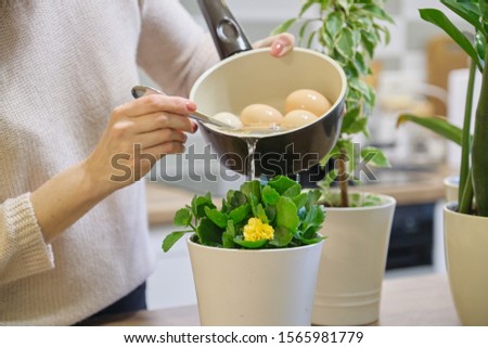 Natural fertilizer water after boiling eggs, woman watering plant in pot. Stock photo © 