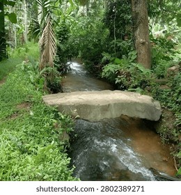 A natural flat stone boulder serving as a footbridge over a small flowing jungle stream
