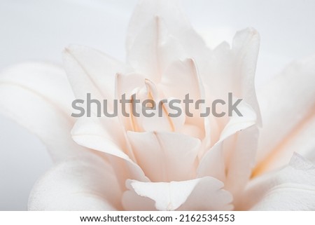 Natural floral background, close up white lily flower, pastel color celebrate background, nature beauty blossoming lily or peony flower, flowery design postcard, delicate fresh petals bloom
