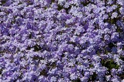 Natural Floral Background With Phlox Subulata 'Emerald Blue' (Wild Sweet William) Eye-catching Early Spring Wildflowers. Creeping Phlox Star-shaped Bright Lavender Blue Flowers Groundcover.