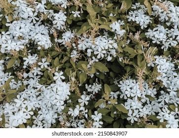 Natural Floral Background. Summer Organic Texture With Small Blue Flowers And Green Leaves. Garden Plants In Calm Muted Palette.