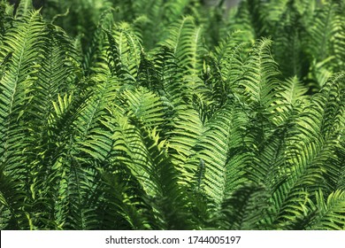 Natural floral fern background in sunlight. Perfect natural fern pattern.  Green ferns in garden. Natural texture. - Shutterstock ID 1744005197