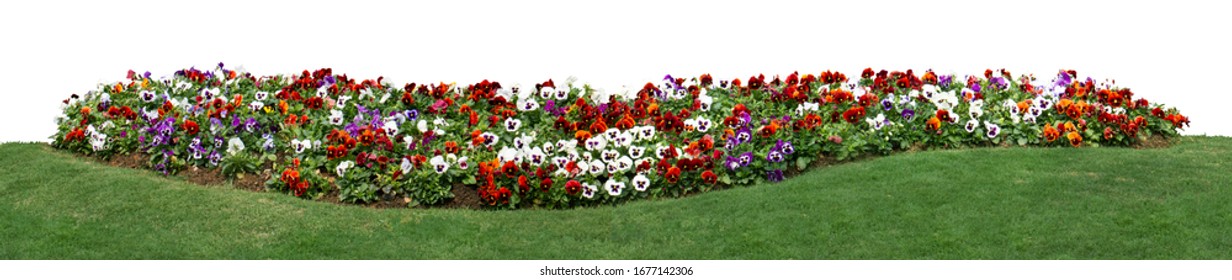 Natural flower and green lawn in garden isolated on white background. Garden flower part.