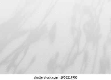 Natural Flower Shadows Are Blurred On Light White Gray Color Wall At Home At Sunrise. Cosmetic Organic With Minimal Concept.