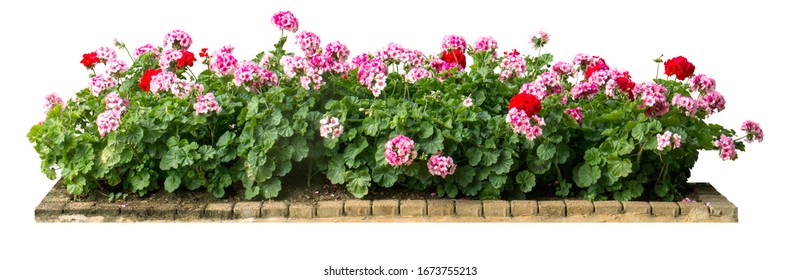 Natural flower and stone in garden isolated on white background. Garden flower part - Shutterstock ID 1673755213
