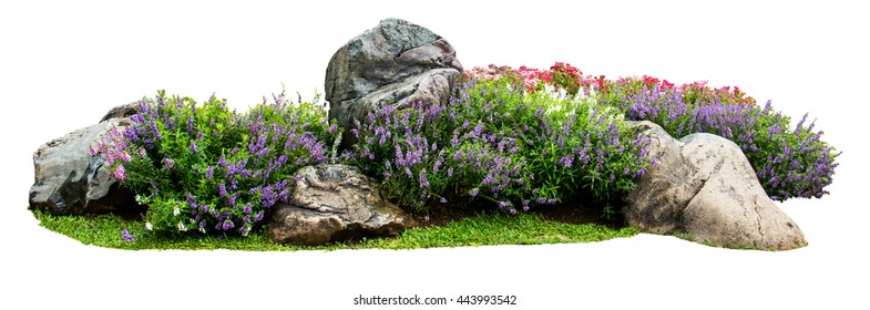 Natural flower and stone in garden isolated on white background. Garden flower part - Shutterstock ID 443993542