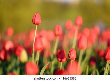 Natural flowers background. Amazing nature view of closeup red blooming tulip landscape under sunlight in sunny garden at the middle of spring.