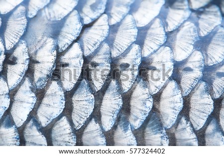natural food background - fish scale closeup