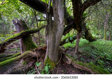 natural forest with intertwined tree trunks 