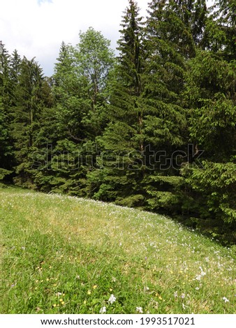 Similar – Blumenwiese, Nadelholzwald