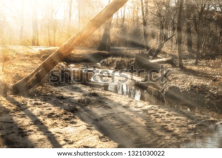 Similar – Image, Stock Photo morning sunshine through pine tree in mist