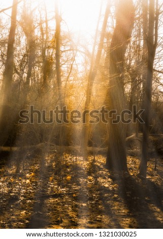 Similar – Image, Stock Photo morning sunshine through pine tree in mist