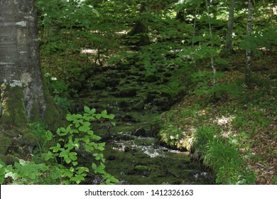 Natural Forest in Spring Season