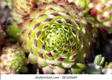 Natural Fractal