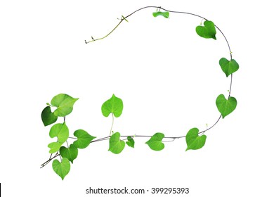 Natural frame of green heart shaped leaves climbing plant with budding flower, clipping path included