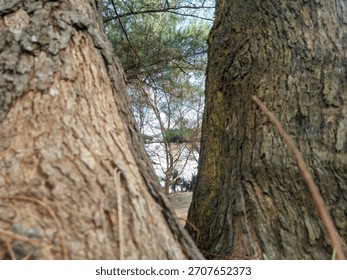 A natural frame view between two Casuarina trunks showing textured bark and a bright, open sandy area or beach beyond the forest line.