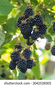 Natural Fresh Blackberries In A Garden. Bunch Of Ripe Blackberry Fruit - Rubus Fruticosus - On Branch Of Plant With Green Leaves On Farm. Organic Farming, Healthy Food, BIO Viands.