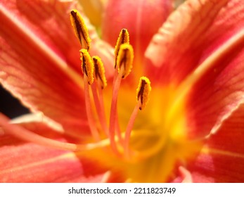 Natural Fresh Day Lily Flower