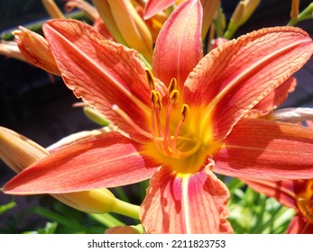 Natural Fresh Day Lily Flower