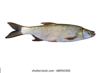 Natural Fresh Fish On A White Background.