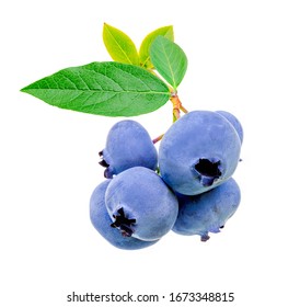 Natural freshly picked blueberry bunch, with leaves, isolated on white background.