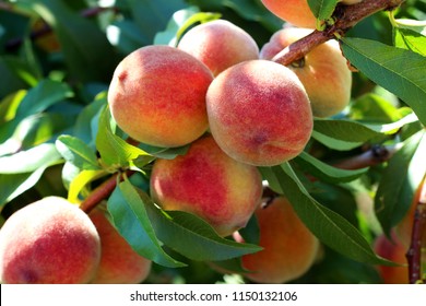 Natural Fruit. Peaches On Peach Tree Branches