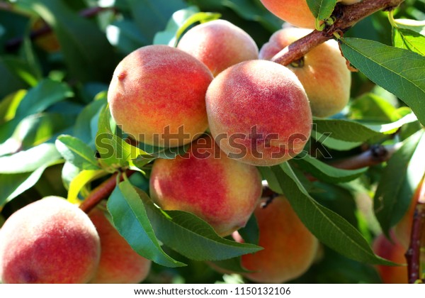 Natural fruit.\
Peaches on peach tree\
branches