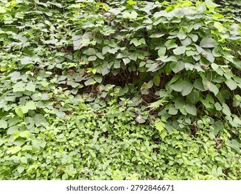 A natural full-frame background texture featuring a dense wall of green creeping vines, wild ivy, and tropical ground cover foliage growing thickly in a forest or garden.